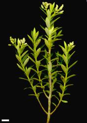 Veronica subfulvida. Sprig. Scale = 10 mm.
 Image: W.M. Malcolm © Te Papa CC-BY-NC 3.0 NZ